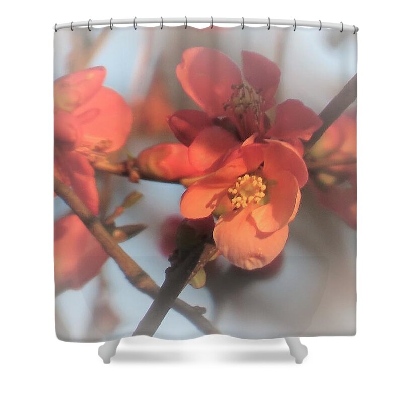 Plants Shower Curtain featuring the photograph Dreamy Pale Pinks in Spring by Linda Stern