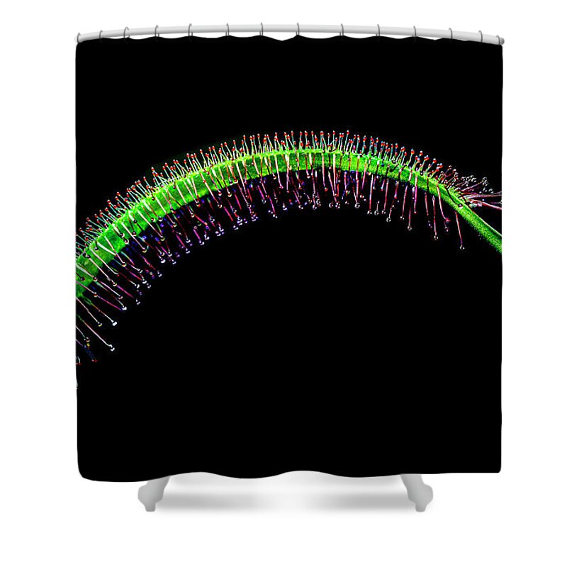 Plants Shower Curtain featuring the photograph Drosera carnivorous. by Silvia Marcoschamer