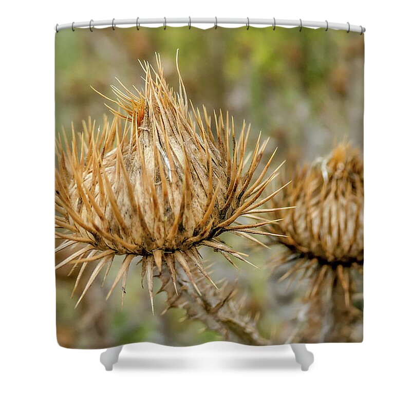 Dry Flower Shower Curtain featuring the digital art Dry flower by Pal Szeplaky