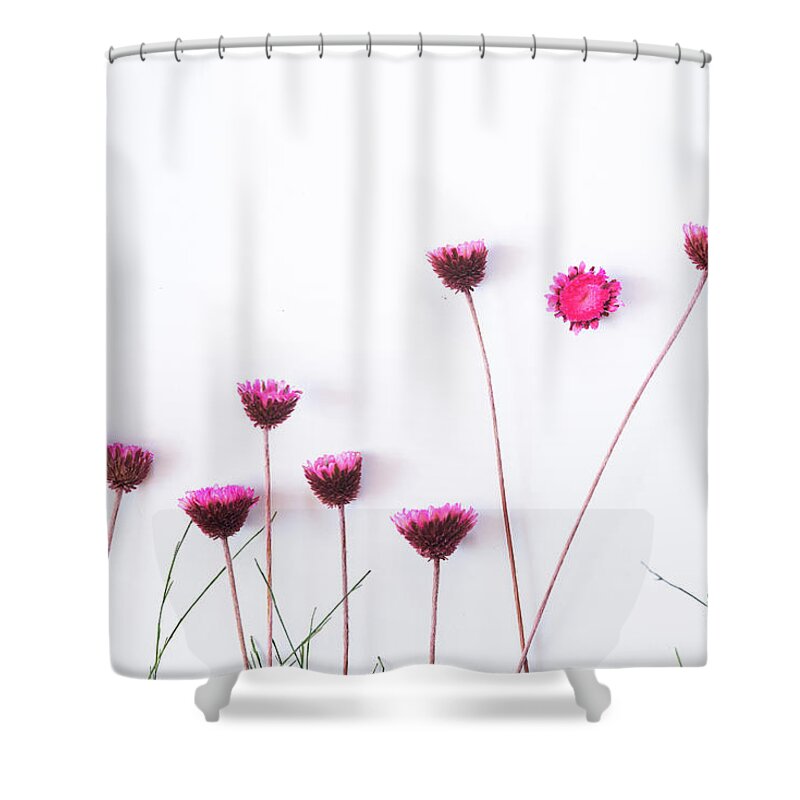 Dry Flowers Shower Curtain featuring the photograph Dry purple floral bouquet on white background. by Michalakis Ppalis