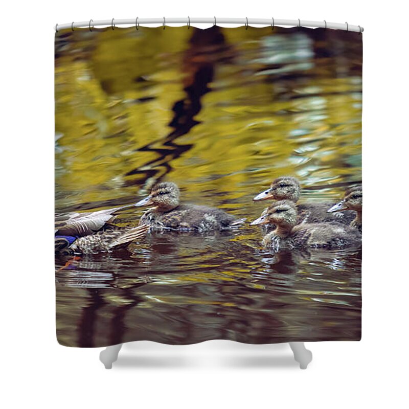 Mallard Shower Curtain featuring the photograph Duck Family by Michael Rauwolf