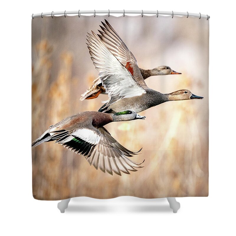Ducks Shower Curtain featuring the photograph Duck Flyaway by Judi Dressler
