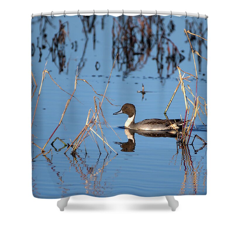 Duck Shower Curtain featuring the photograph Duck Pintail by Flinn Hackett