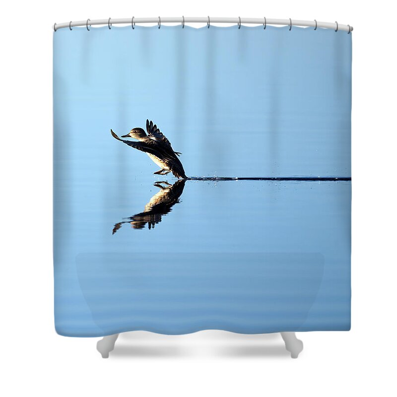 Duck Shower Curtain featuring the photograph Duck Smooth Landing 1 by Flinn Hackett