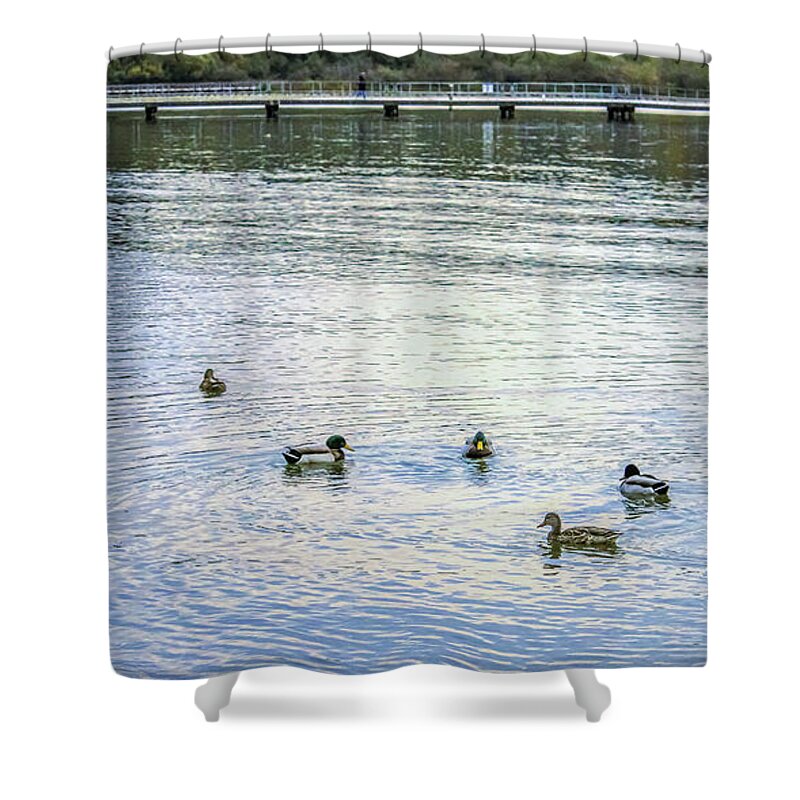 Animals Shower Curtain featuring the photograph Ducks on the lake by Anamar Pictures
