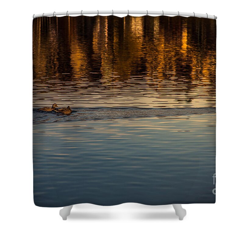 Ducks Shower Curtain featuring the photograph Ducks on the Pond by Matthew Nelson