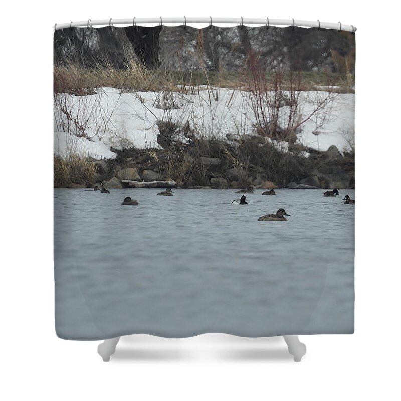 Spring Shower Curtain featuring the photograph Ducks On The Water by Amanda R Wright