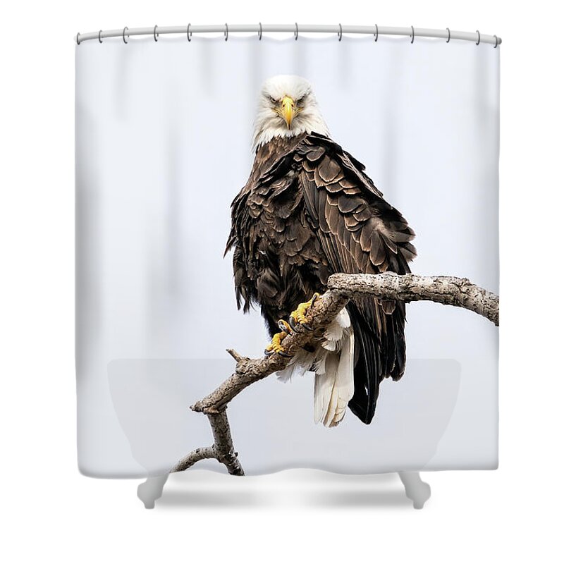 Bald Eagle Shower Curtain featuring the photograph Duel by James Overesch