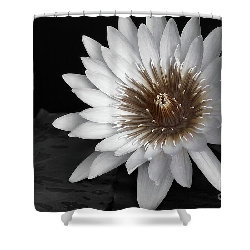 Duotones Shower Curtain featuring the photograph Duotones by Doug Sturgess