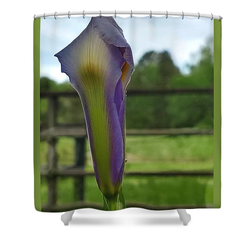 Iris Bud Shower Curtain featuring the digital art Dutch Iris Birthday by Pamela Smale Williams