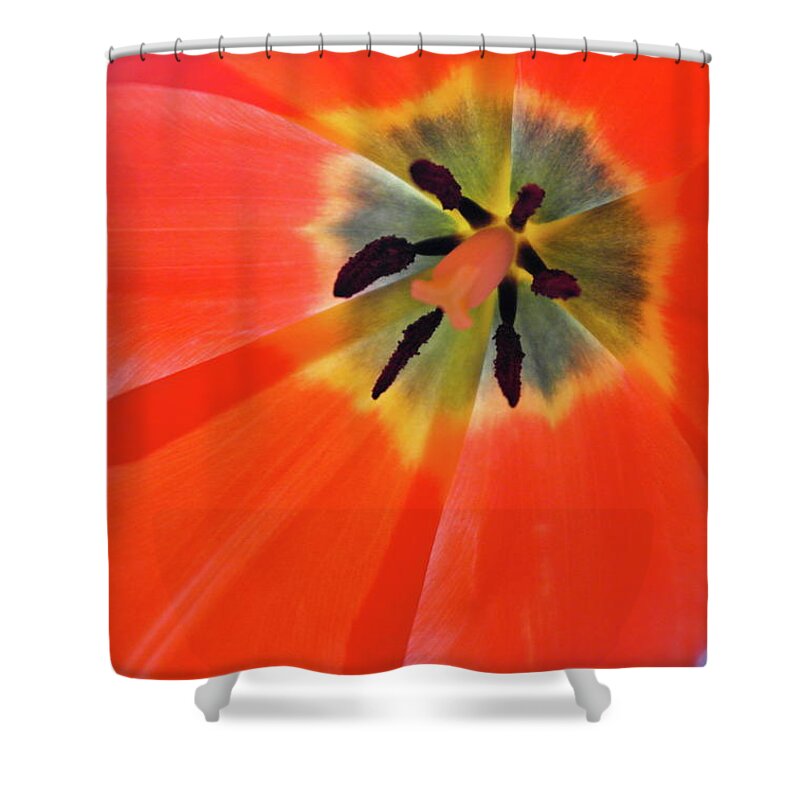 Tulip Shower Curtain featuring the photograph Dutch Umbrella by Michele Myers