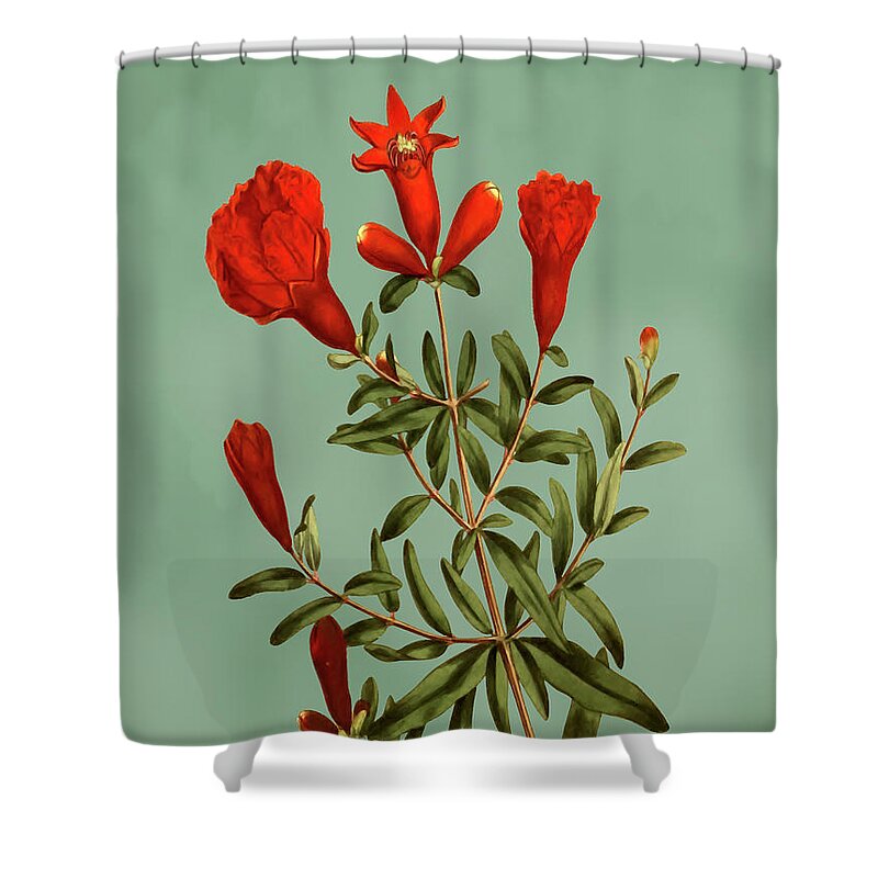Dwarf Pomegranate Tree Shower Curtain featuring the mixed media Dwarf pomegranate tree flower on Misty Green With Dry Brush Effect by Movie Poster Prints