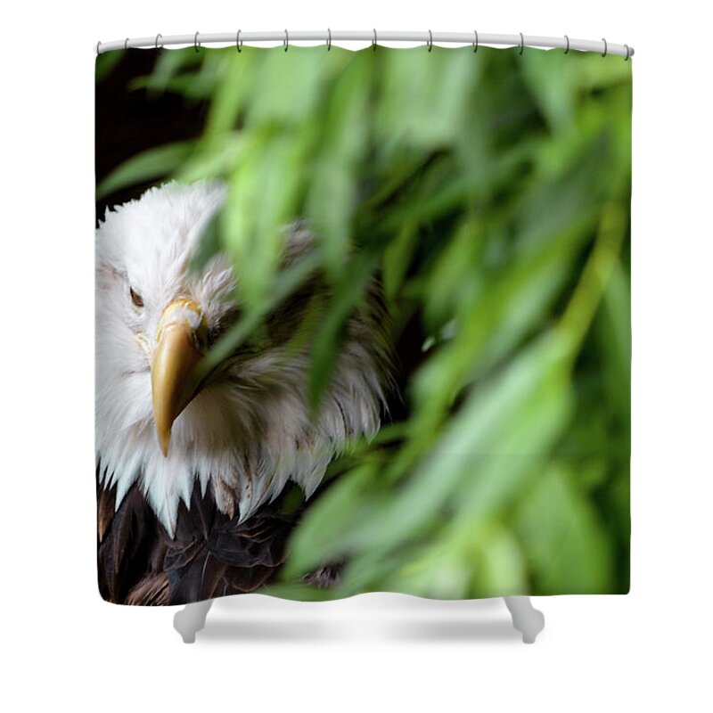 Eagle Shower Curtain featuring the photograph Eagle 1 by Deborah M