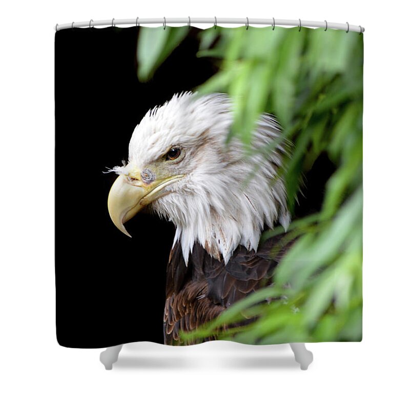 Eagle Shower Curtain featuring the photograph Eagle 2 by Deborah M