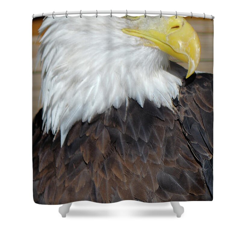 Eagle Shower Curtain featuring the photograph Eagle 4 by Deborah M