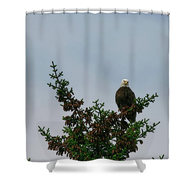 Alaska Shower Curtain featuring the photograph Eagle Anchorage by Chuck Kuhn