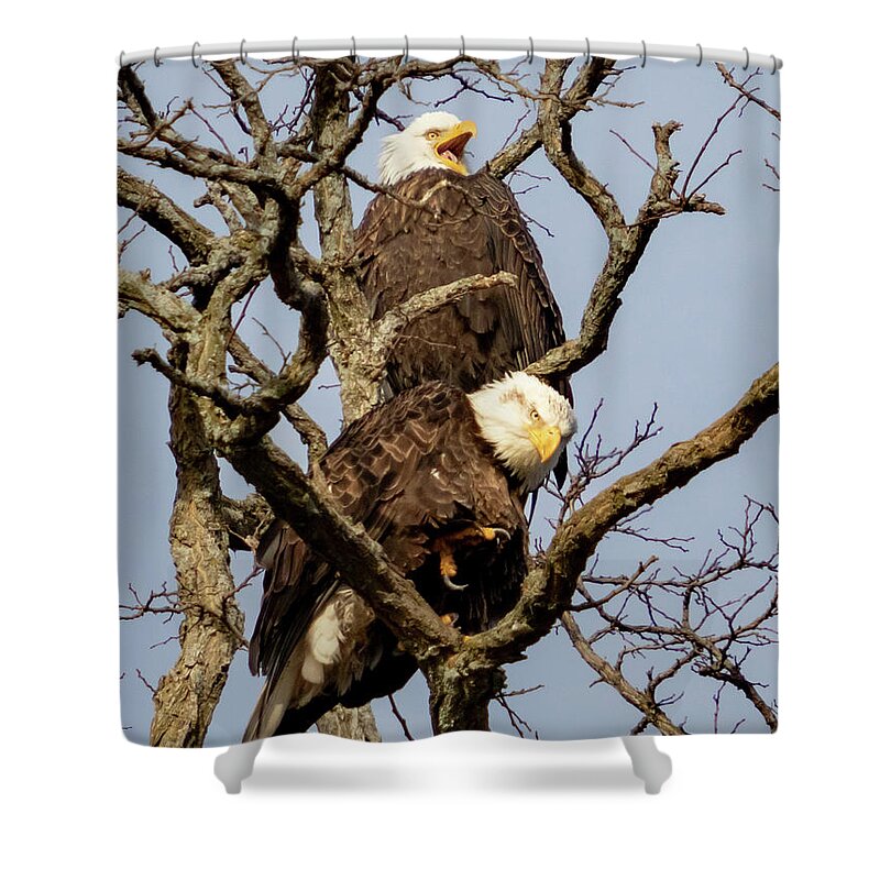 Eagle Shower Curtain featuring the photograph Eagle Expressions by Alyssa Tumale