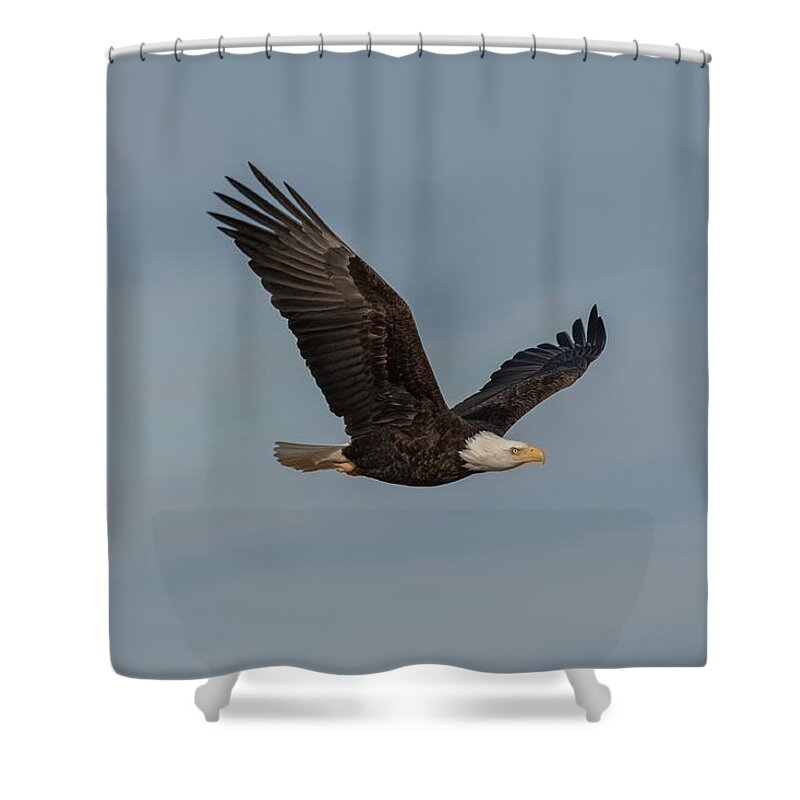 Eagle Shower Curtain featuring the photograph Eagle in Flight by Jerry Cahill