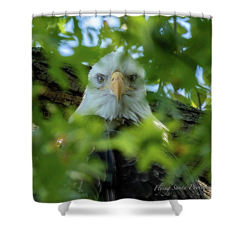 Eagle Shower Curtain featuring the photograph Eagle in the Tree by William Bretton