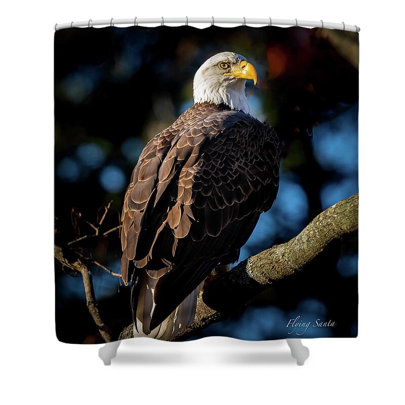 Eagle Shower Curtain featuring the photograph Eagle on a Branch by William Bretton