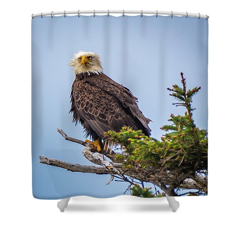 Eagle Shower Curtain featuring the photograph Eagle on Guard by Erin K Images