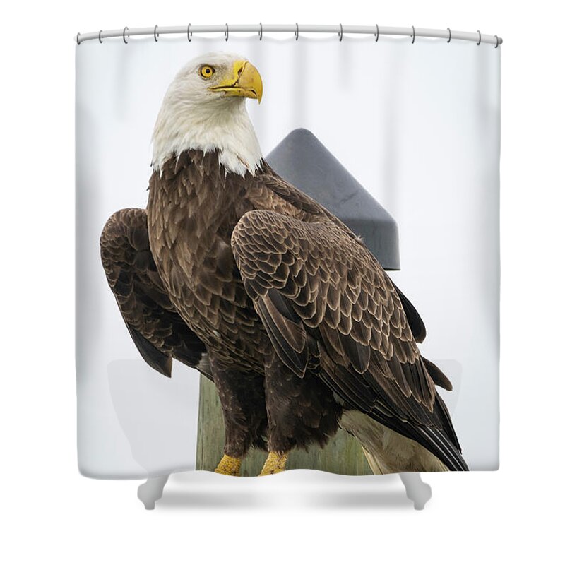 Eagle Shower Curtain featuring the photograph Eagle Perched on Sign by Tom Claud