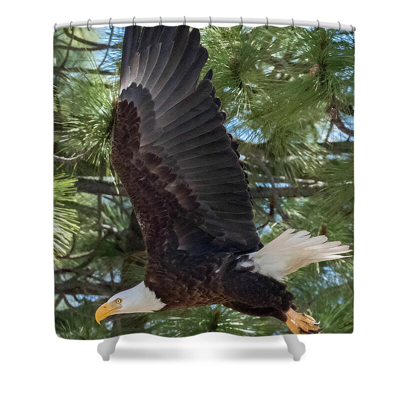 Eagle Shower Curtain featuring the photograph Eagle wing Vertical by Randy Robbins