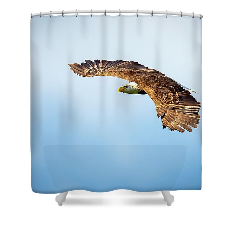 Bird Shower Curtain featuring the photograph Eagle Wings by Doug McPherson