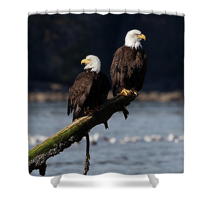 Bald Eagles Shower Curtain featuring the photograph Eagles on the Beach by Peggy Collins
