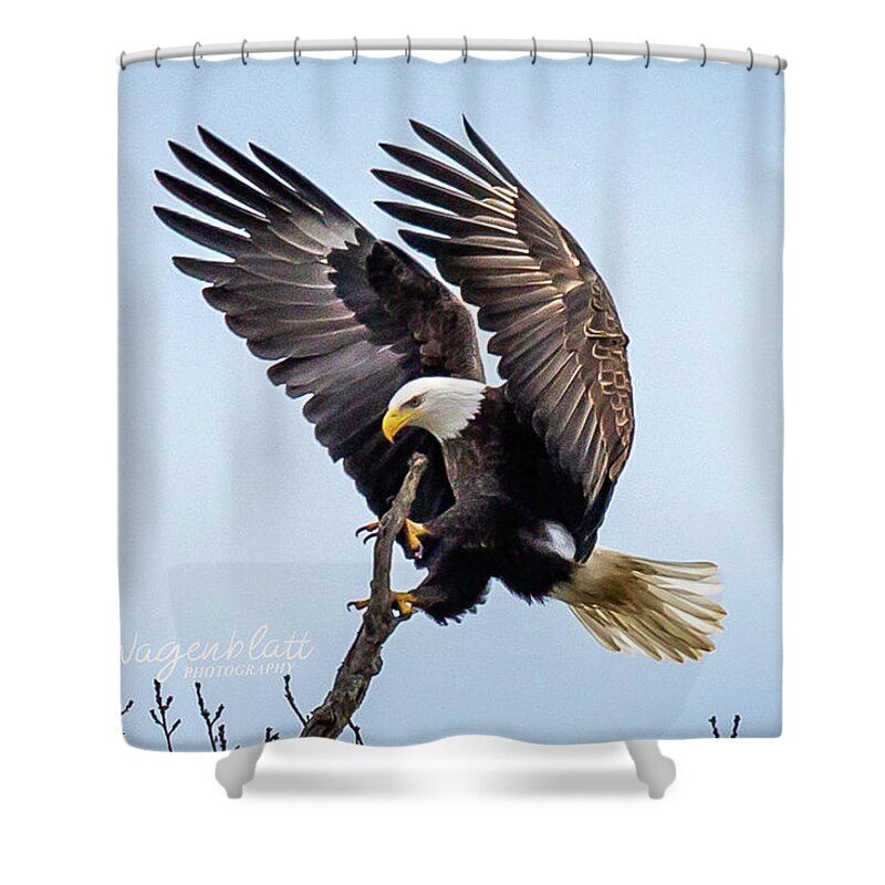 Eagle Shower Curtain featuring the photograph Eagles Perch by David Wagenblatt