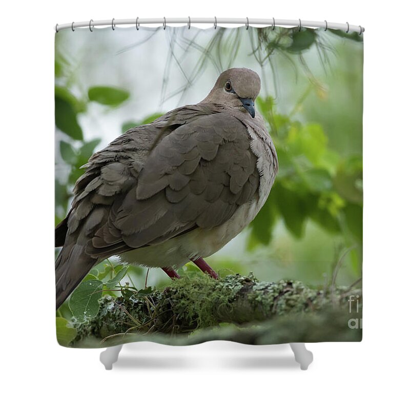 Eared Dove Shower Curtain featuring the photograph Eared Dove by Eva Lechner