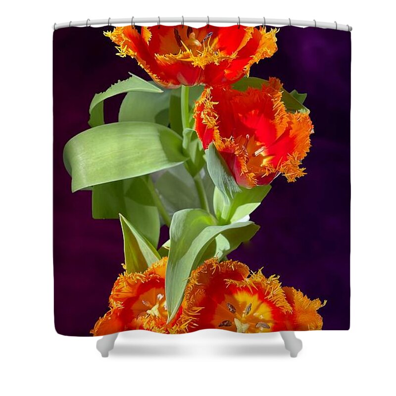 Easter Shower Curtain featuring the photograph Easter Tulips by John Anderson