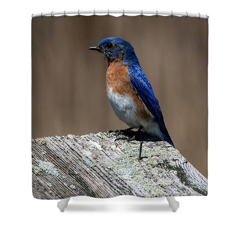 Bird Shower Curtain featuring the photograph Eastern Bluebird by Cathy Kovarik