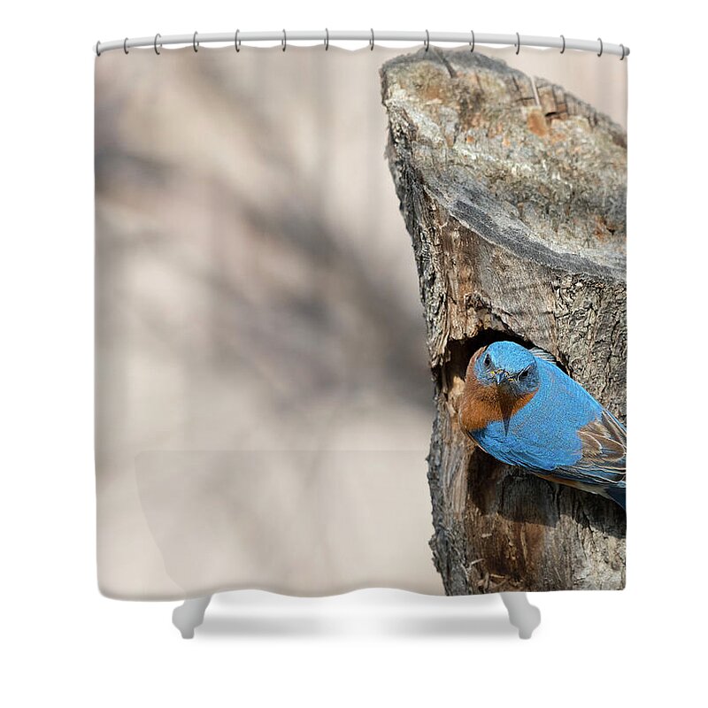 Nature Shower Curtain featuring the photograph Eastern Bluebird by Puttaswamy Ravishankar