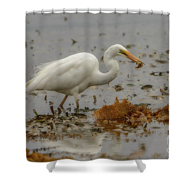 Nature Shower Curtain featuring the photograph Eastern Great Egret 10 by Werner Padarin