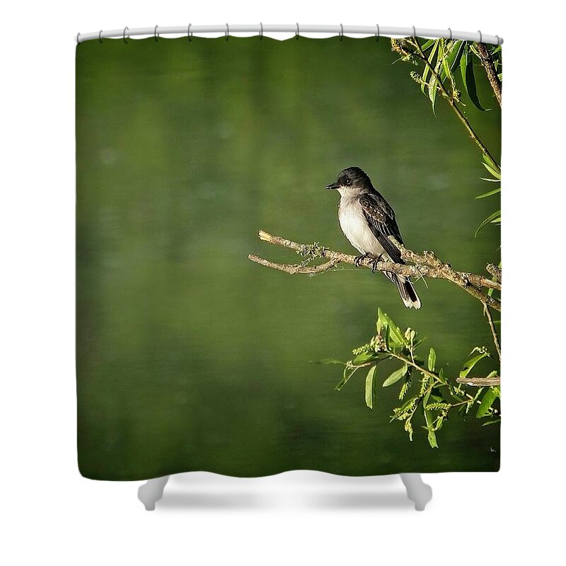 Wildlife Shower Curtain featuring the photograph Eastern Kingbird by John Benedict