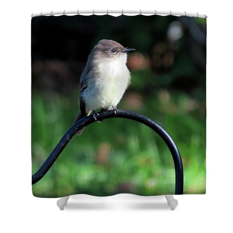 Birds Shower Curtain featuring the photograph Eastern Phoebe by Linda Stern