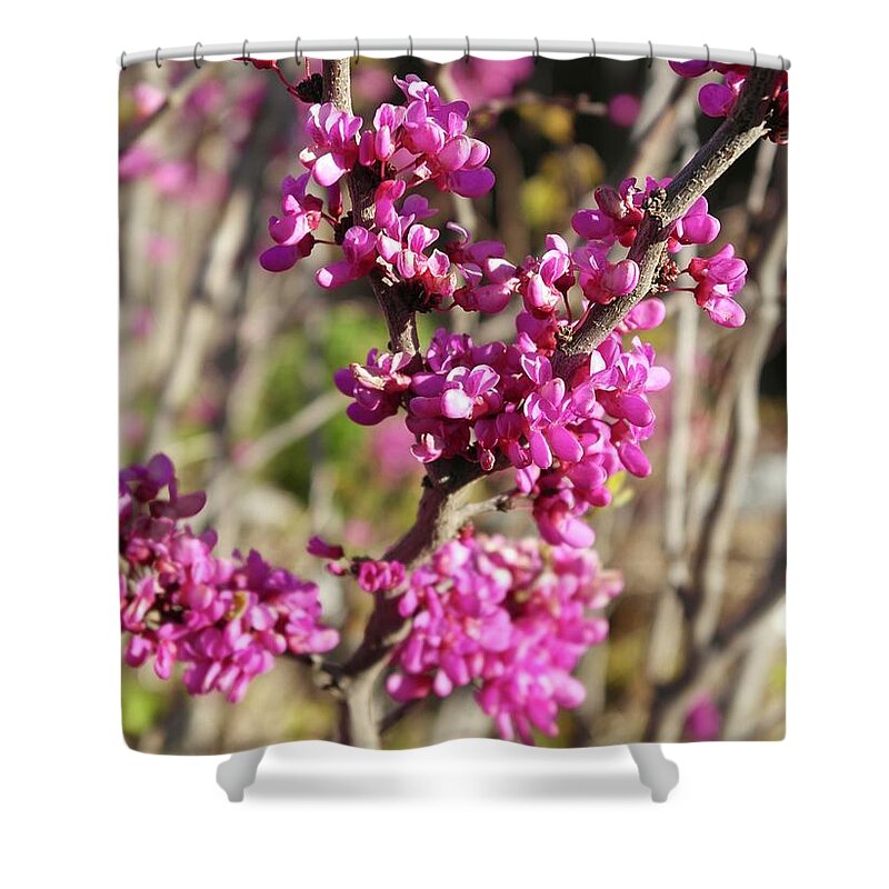 Eastern Redbud Shower Curtain featuring the photograph Eastern Redbud by Michele Myers