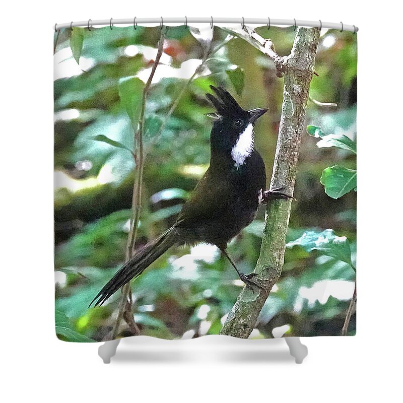 Animals Shower Curtain featuring the photograph Eastern Whipbird by Maryse Jansen