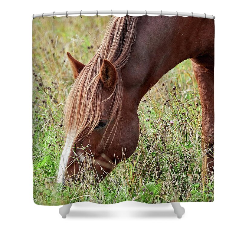 Equus Caballus Caballus Shower Curtain featuring the photograph Eat your greens. Horse by Jouko Lehto