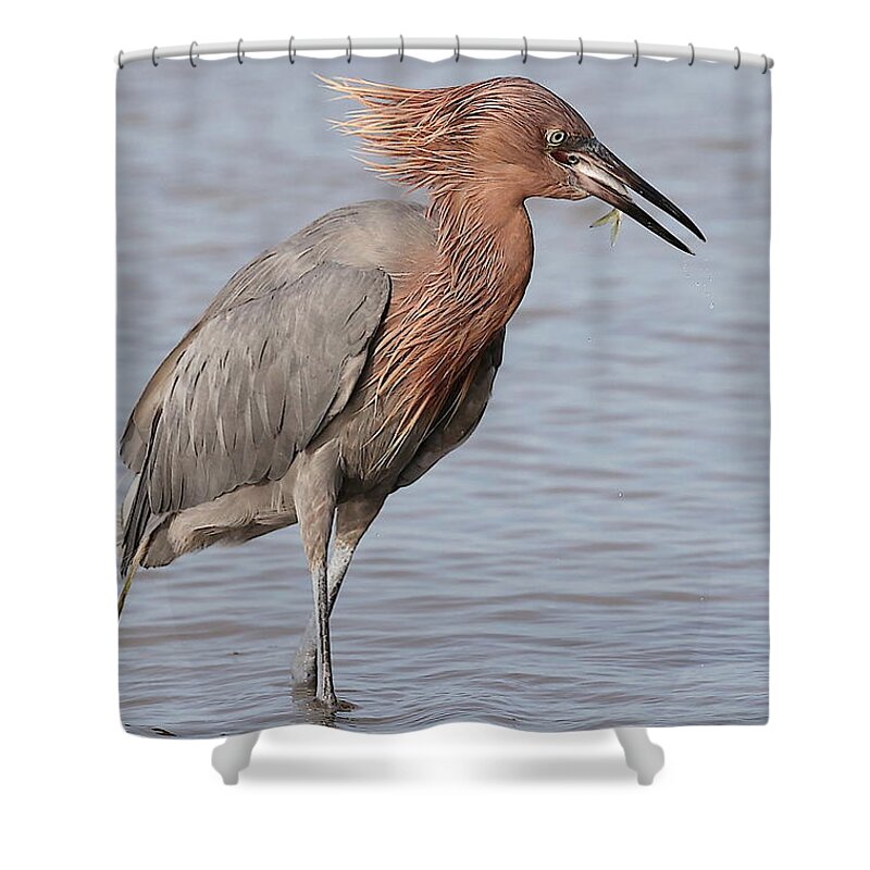 Reddish Egret Shower Curtain featuring the photograph Eating a Fish May Need Greater Efforts by Mingming Jiang