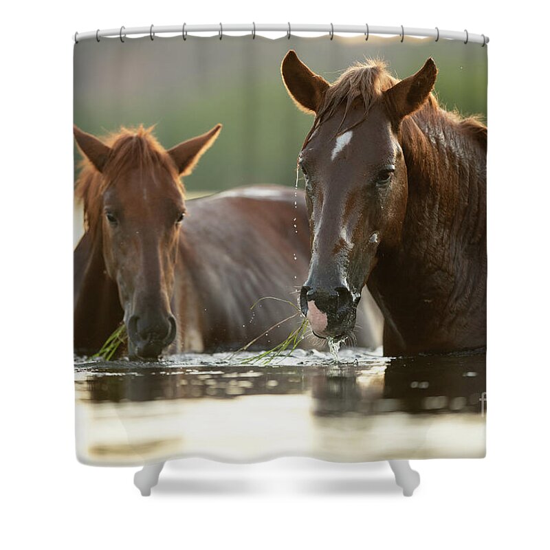 Salt River Wild Horses Shower Curtain featuring the photograph Eelgrass Snorkeling by Shannon Hastings