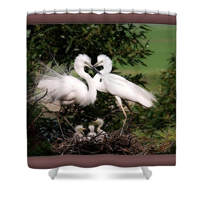 Egret Shower Curtain featuring the photograph Egret Family by Nancy Ayanna Wyatt