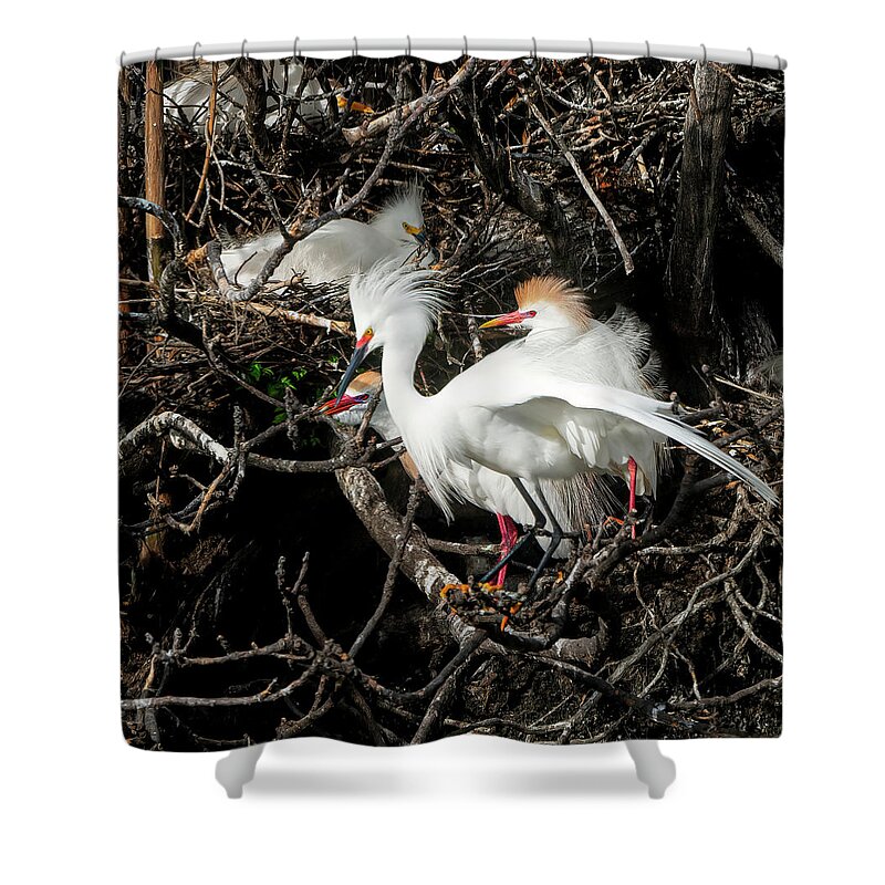 Egrets Shower Curtain featuring the photograph Egret with Two Teens by Faith Burns