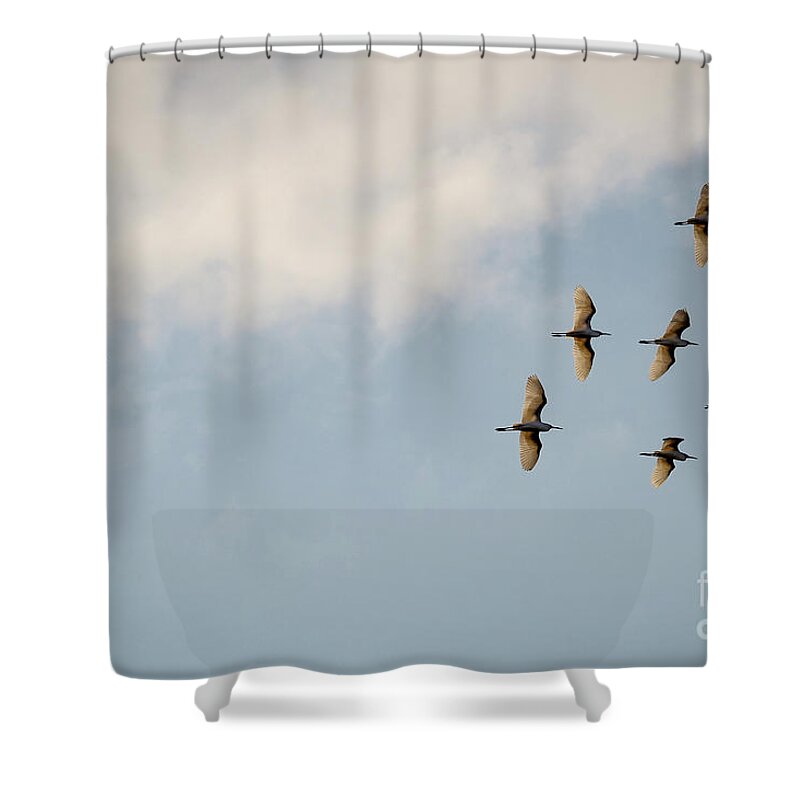 Egrets Shower Curtain featuring the photograph Egrets overhead. by Alyssa Tumale