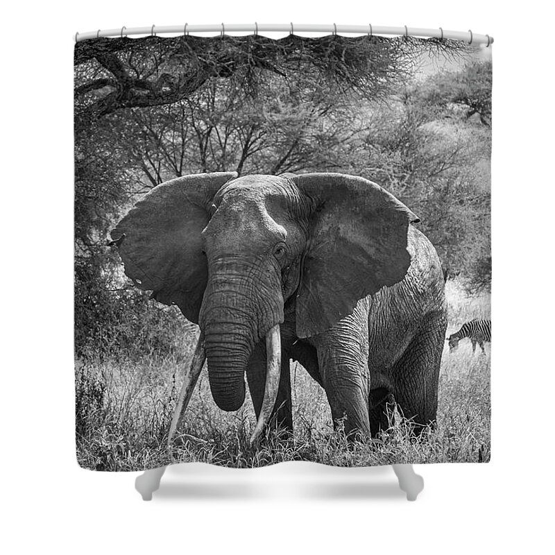 Elephant Shower Curtain featuring the photograph Elephant Tarangire National Park Tanzania by Mary Lee Dereske