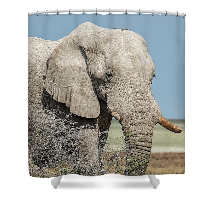 African Elephants Shower Curtain featuring the photograph Elephant Walking with a Stick on Its Head, No. 2 by Belinda Greb