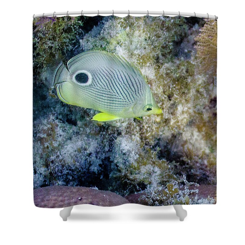 Animals Shower Curtain featuring the photograph Eligible by Lynne Browne