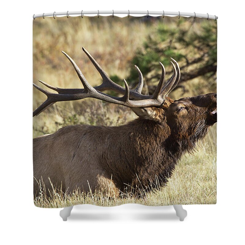 Elk Shower Curtain featuring the photograph Elk - 4108 by Jerry Owens