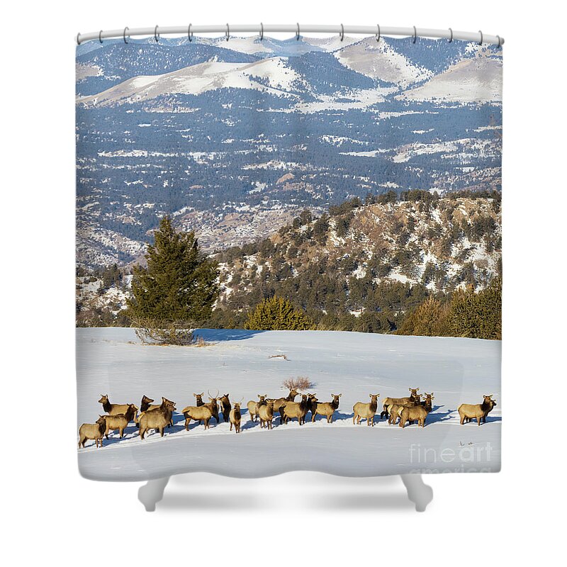Elk Shower Curtain featuring the photograph Elk Herd on Snowy Mountain by Steven Krull